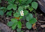 Fragaria vesca