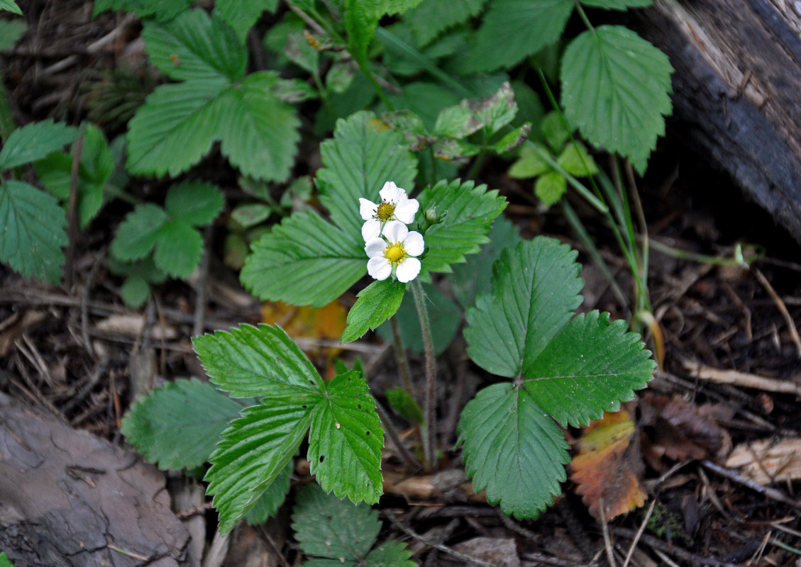 Image of Fragaria vesca specimen.