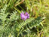 Astragalus danicus. Верхушка цветущего растения. Костромская обл., окр. Кологрива, правый берег р. Унжа, Костромская пойма, луг. 27 августа 2020 г.