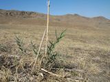Phragmites australis. Вегетирующее растение. Южный Казахстан, Сырдарьинский Каратау, горы Улькунбурултау, ≈ 900 м н.у.м., степь на пологом глинистом склоне сев. экспозиции. 15 сентября 2020 г.