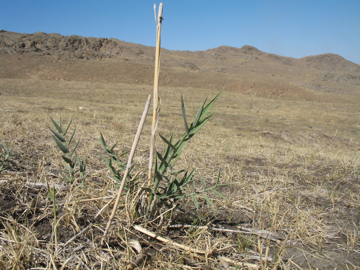 Изображение особи Phragmites australis.