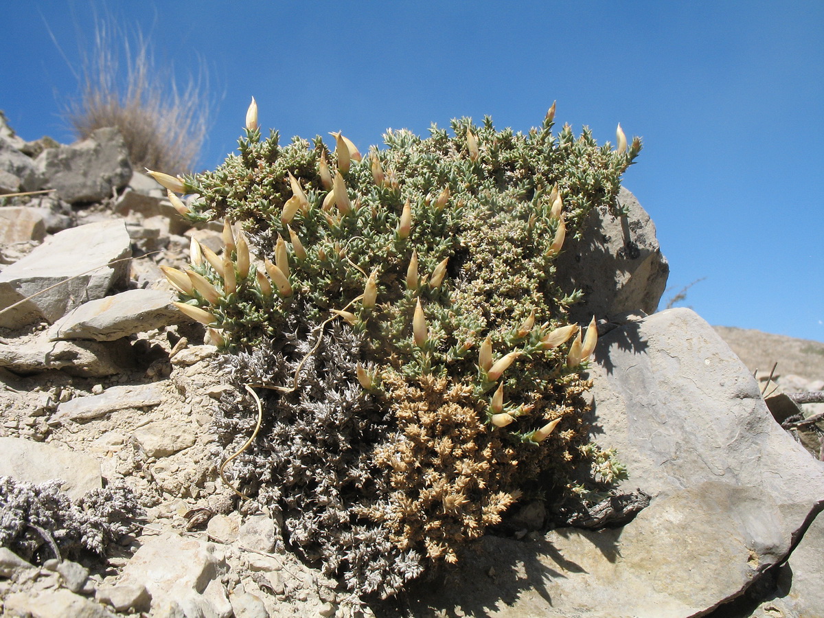 Image of Nanophyton erinaceum ssp. karataviense specimen.