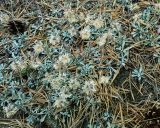 Antennaria dioica