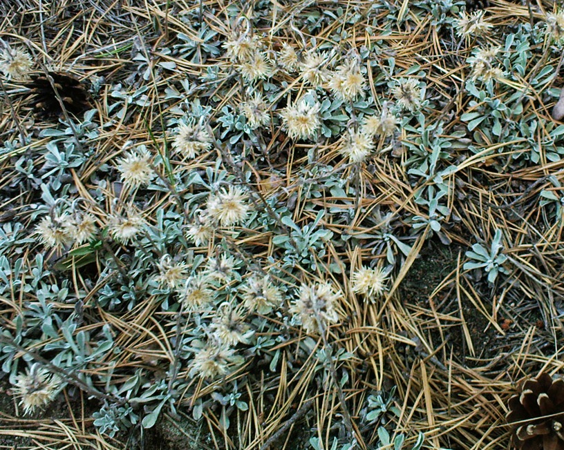 Image of Antennaria dioica specimen.