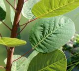 Cotinus coggygria