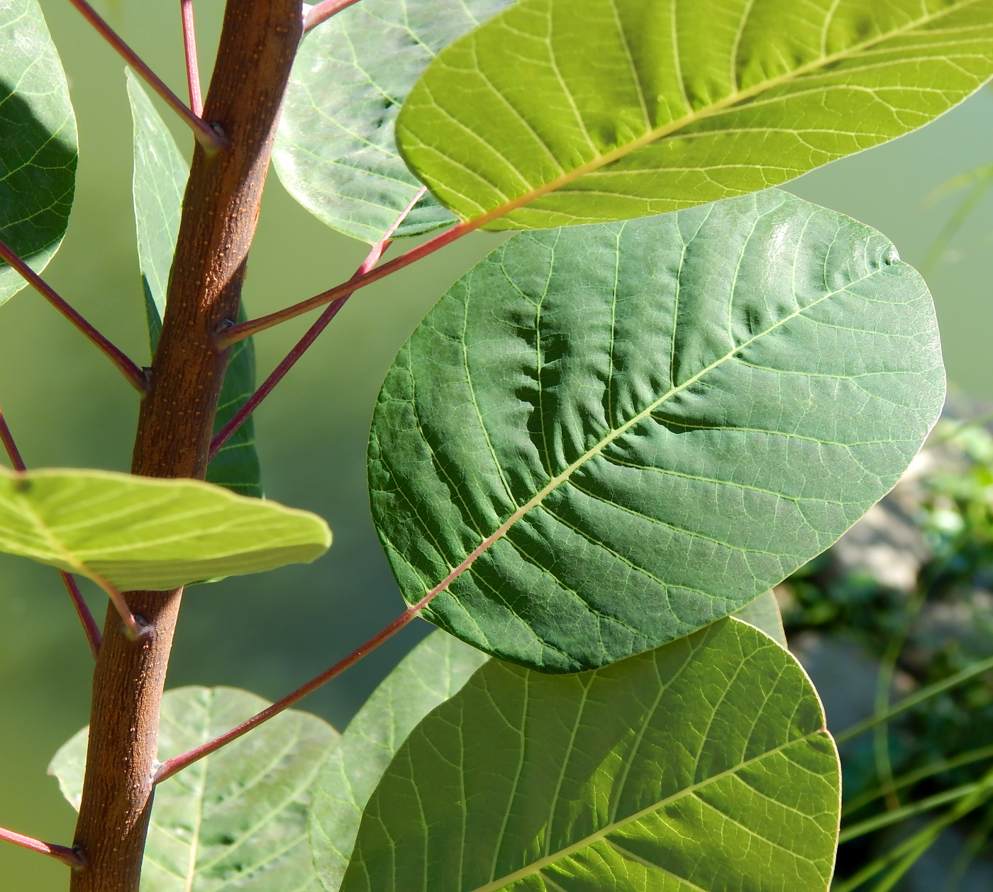 Image of Cotinus coggygria specimen.