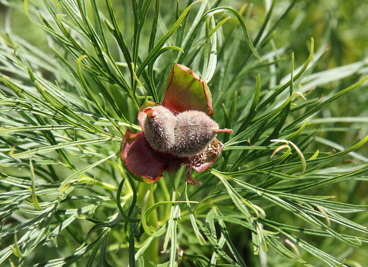 Image of Paeonia tenuifolia specimen.