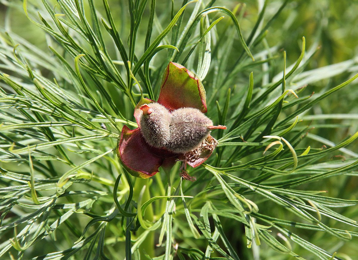 Изображение особи Paeonia tenuifolia.