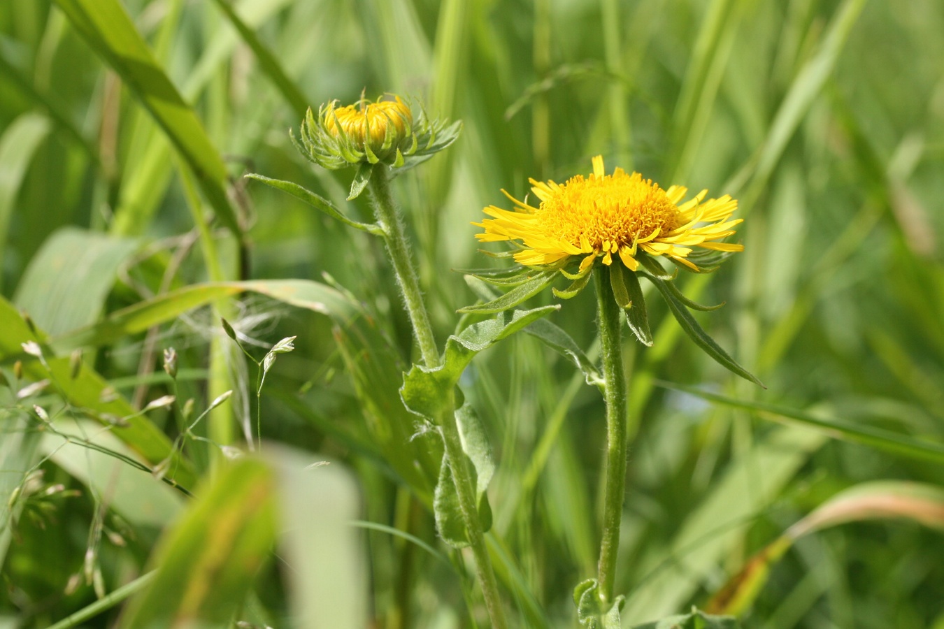 Изображение особи Inula britannica.