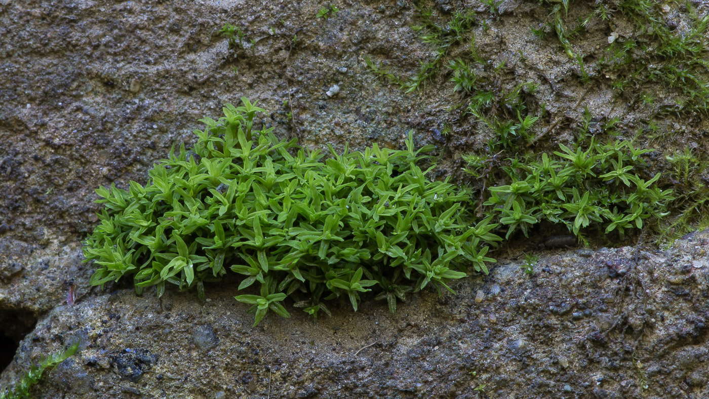 Изображение особи Barbula unguiculata.