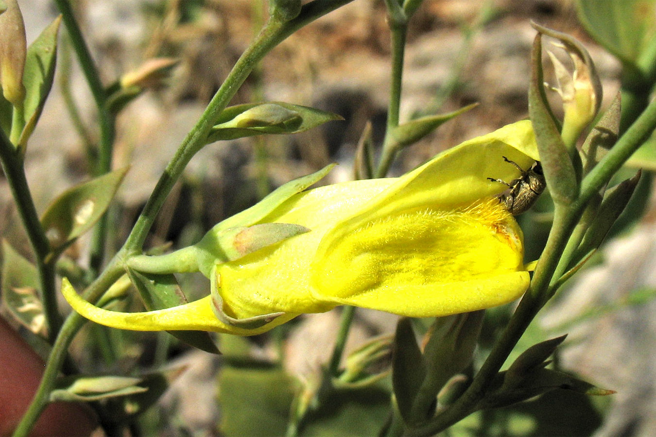 Изображение особи Linaria genistifolia ssp. dalmatica.