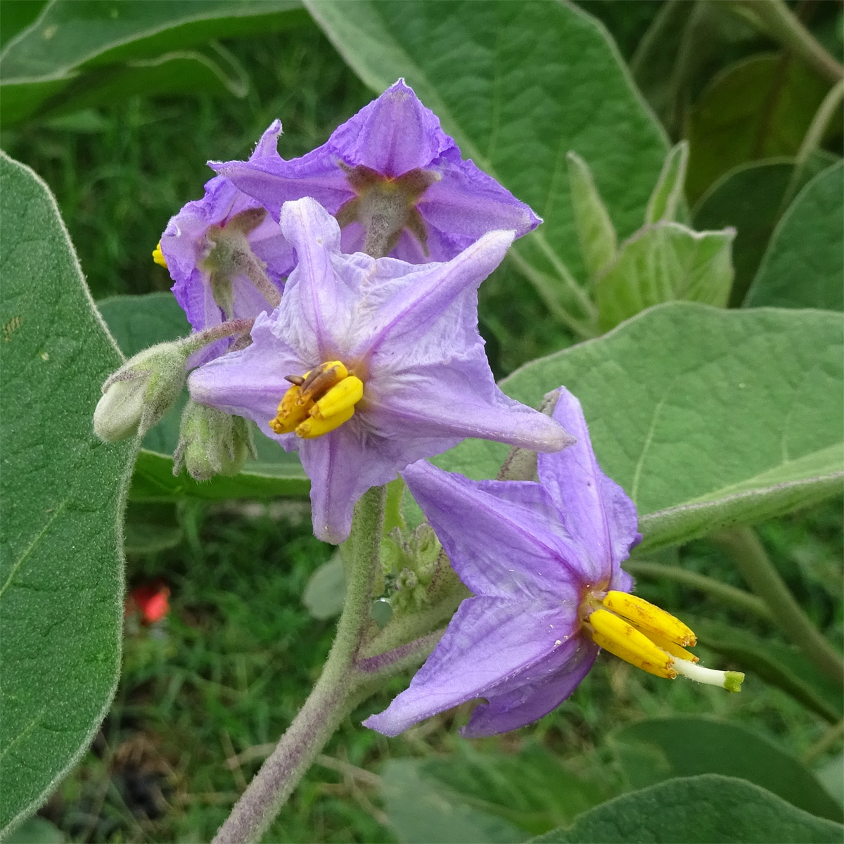 Изображение особи Solanum incanum.