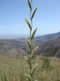 Elytrigia trichophora. Часть соцветия. Узбекистан, хребет Нуратау, Нуратинский заповедник, урочище Хаятсай, пологий мелкозёмистый склон, около 1800 м н.у.м. 20.06.2008.