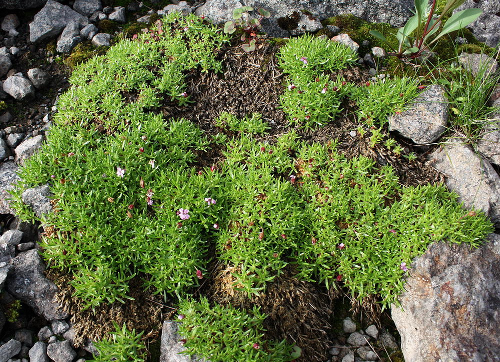 Изображение особи Silene acaulis.