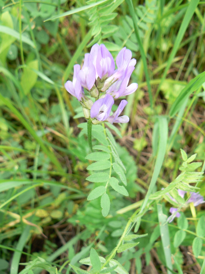 Изображение особи Astragalus danicus.