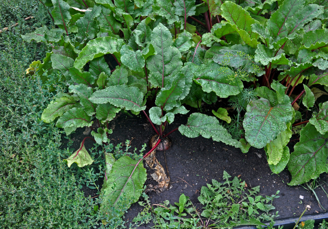 Image of Beta vulgaris specimen.