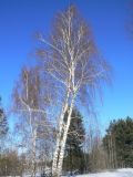 Betula pendula. Покоящееся растение. Республика Татарстан, окр. г. Набережные Челны, Белоусская часть НП «Нижняя Кама» (Челнинское лесничество), окр. Первомайки, в составе доминантных видов дереьев. 04.03.2021.