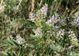 Glycyrrhiza glabra. Верхушка цветущего растения. Краснодарский край, м/о Анапа, окр. станицы Благовещенская, Витязевский лиман, степь на берегу лимана. 05.06.2019.