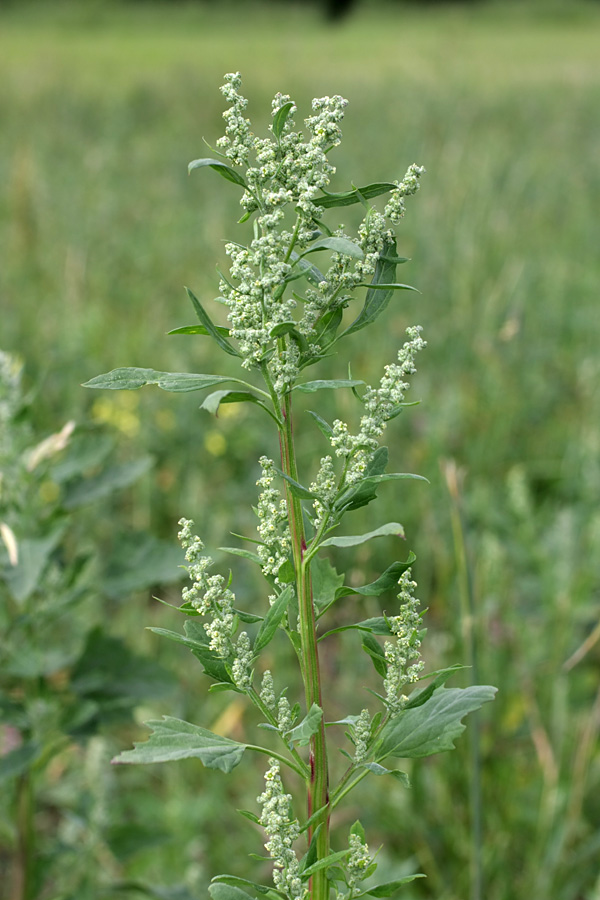 Изображение особи Chenopodium album.