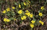 Potentilla incana