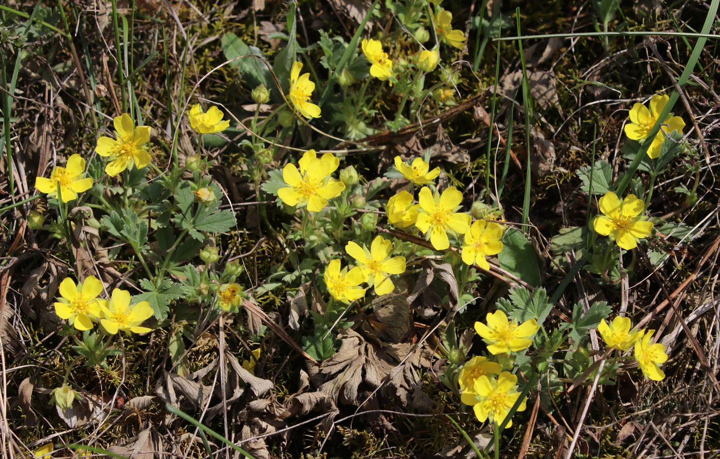 Изображение особи Potentilla incana.