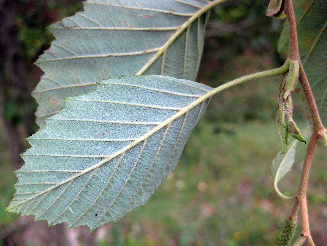 Image of Alnus incana specimen.