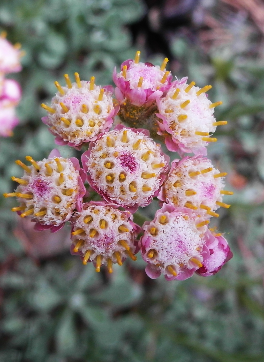 Image of Antennaria dioica specimen.