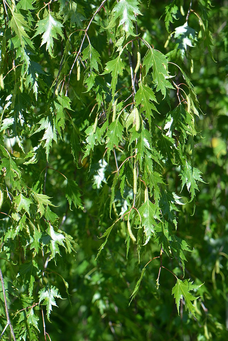 Image of Betula pendula f. dalecarlica specimen.