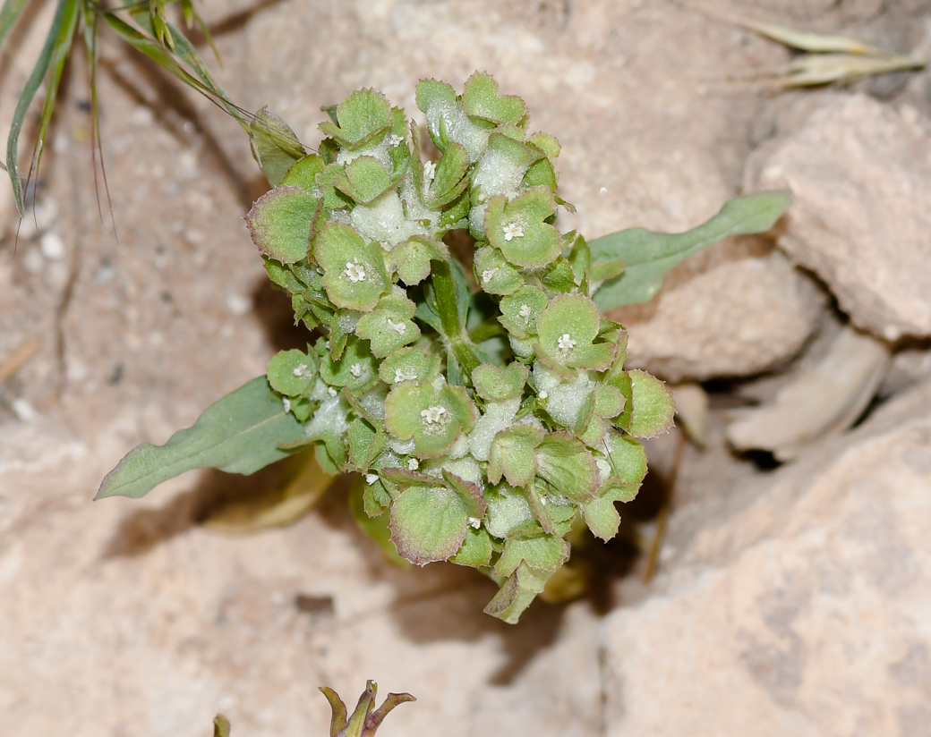 Изображение особи Valerianella dufresnia.