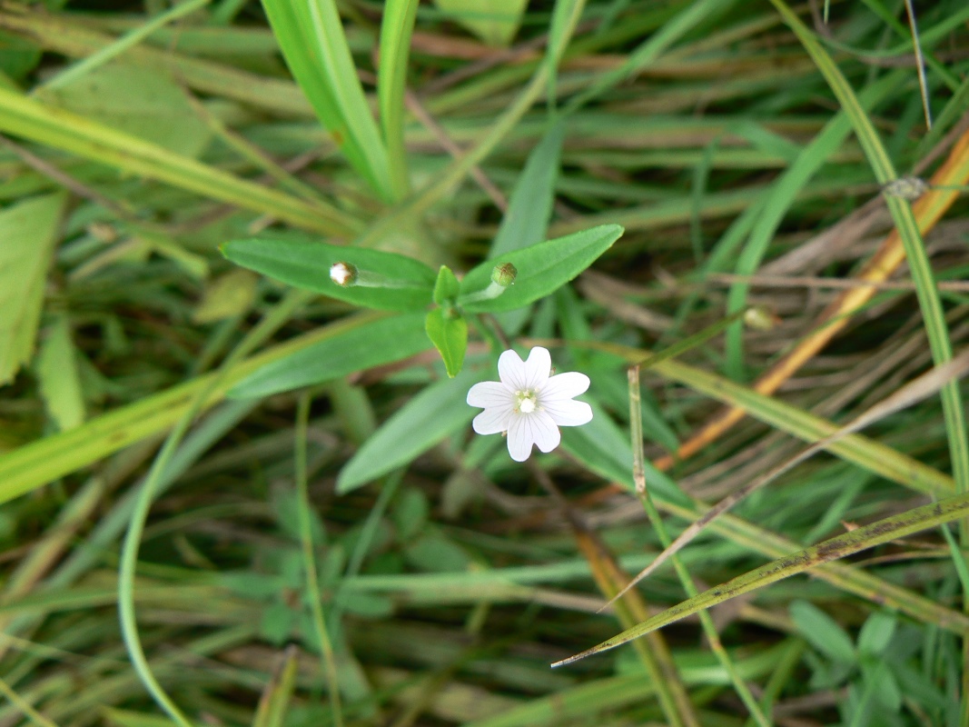 Image of Epilobium palustre specimen.