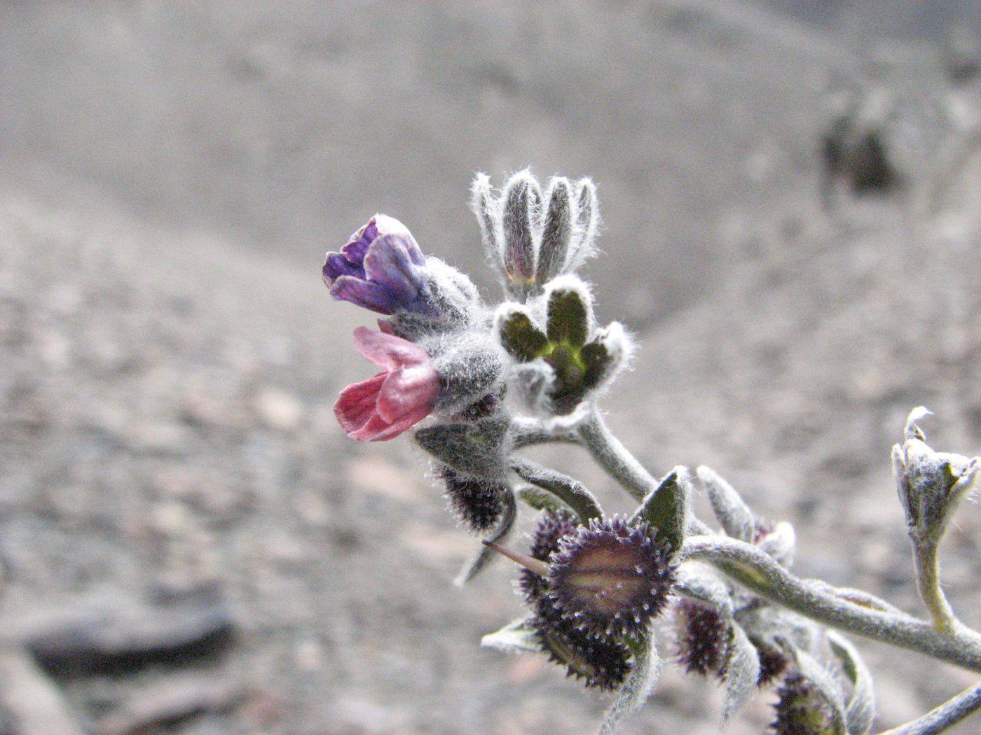 Image of Cynoglossum holosericeum specimen.