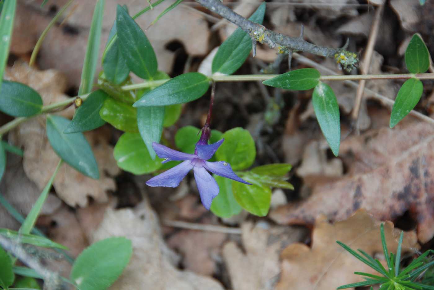 Image of Vinca herbacea specimen.