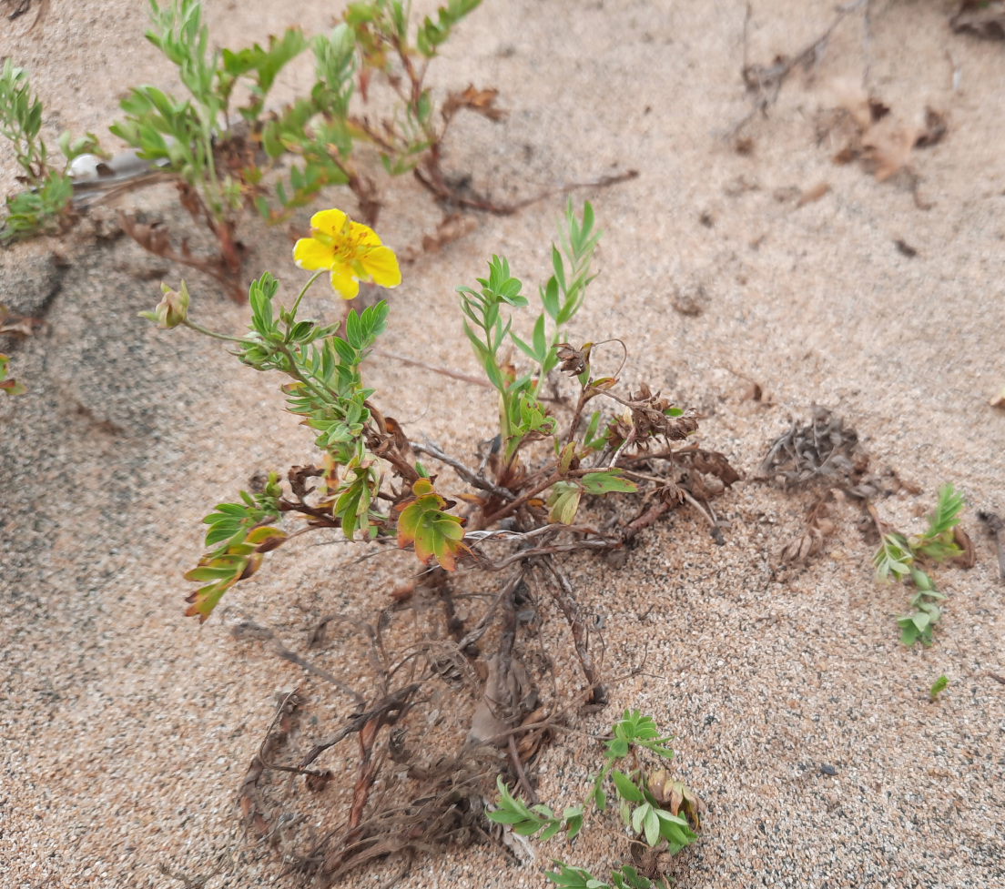 Изображение особи Potentilla bifurca.