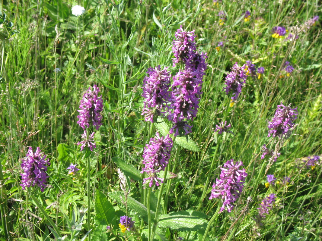 Image of Betonica officinalis specimen.