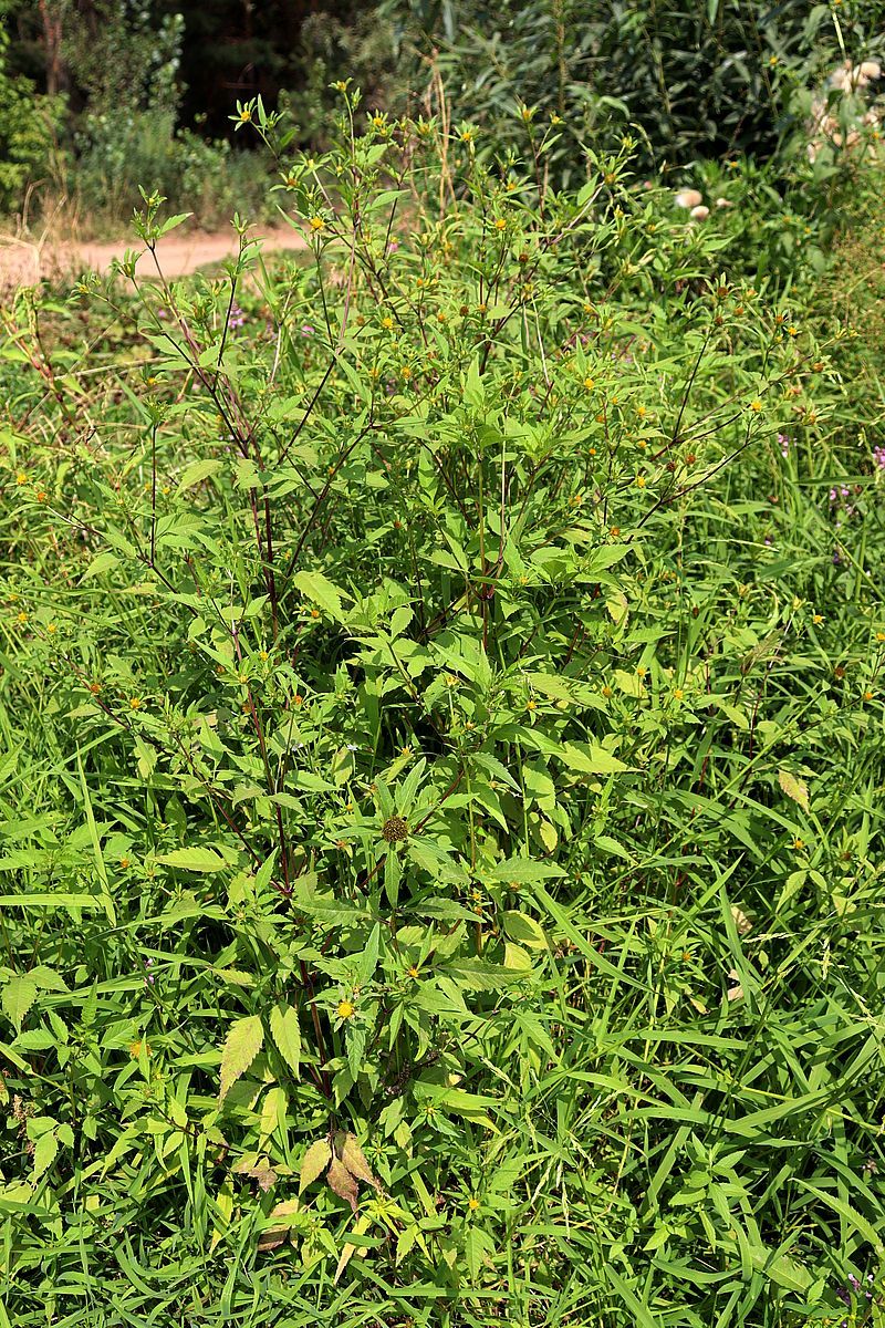 Image of Bidens frondosa specimen.