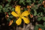 Hypericum nummularioides