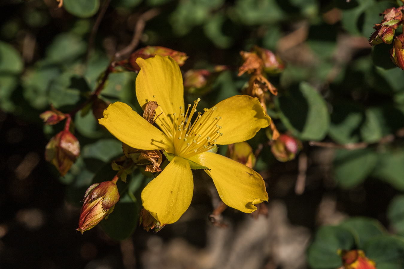 Image of Hypericum nummularioides specimen.