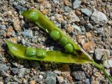 genus Vicia. Вскрытый плод, повреждённый личинкой насекомого. Греция, Эгейское море, о. Сирос, окр. пос. Фабрика (Φάμπρικα), склон холма. 22.04.2021.