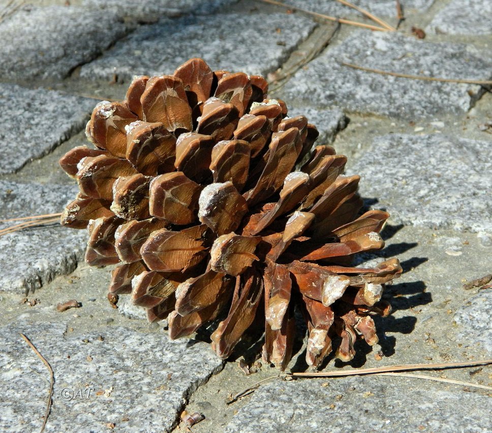 Изображение особи Pinus canariensis.