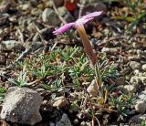 Dianthus humilis. Цветущее растение (вторичное цветение). Крым, Бахчисарайский р-н, гора Тепе-Кермен, каменистый склон. 21.11.2021.