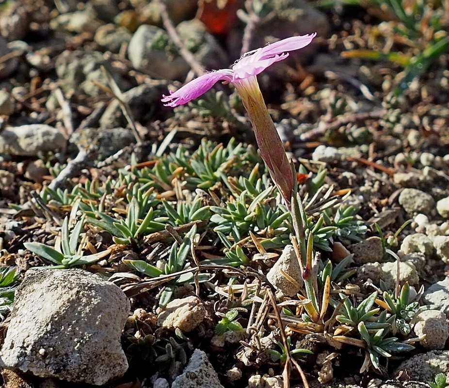 Изображение особи Dianthus humilis.