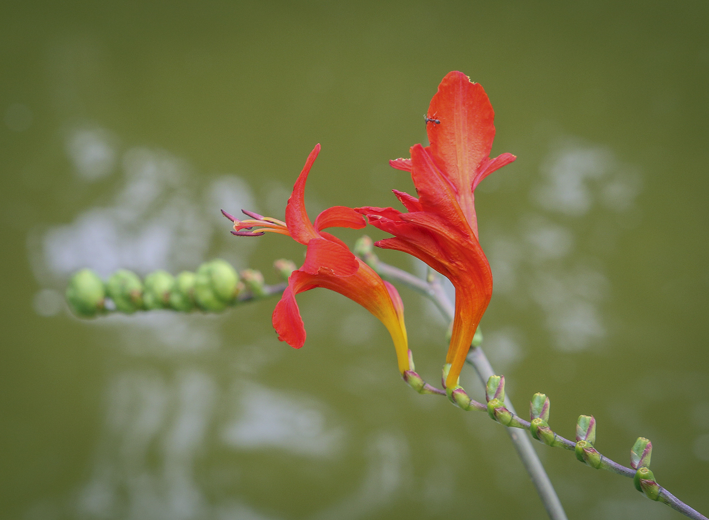 Изображение особи Crocosmia &times; crocosmiiflora.