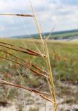 Stipa pulcherrima