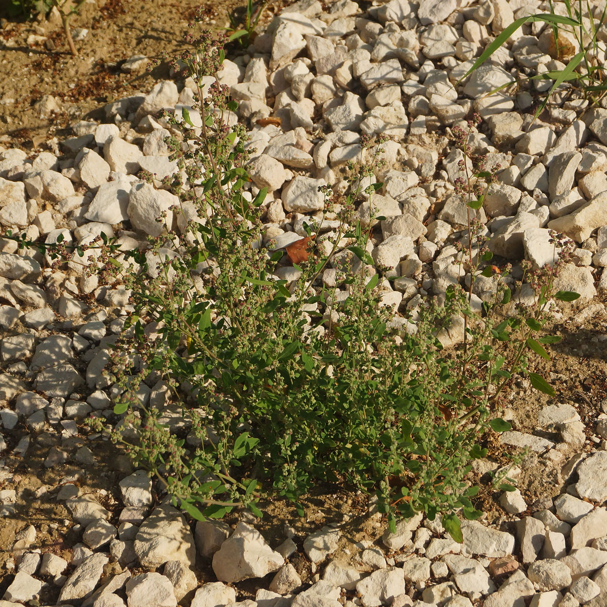 Image of Chenopodium album specimen.