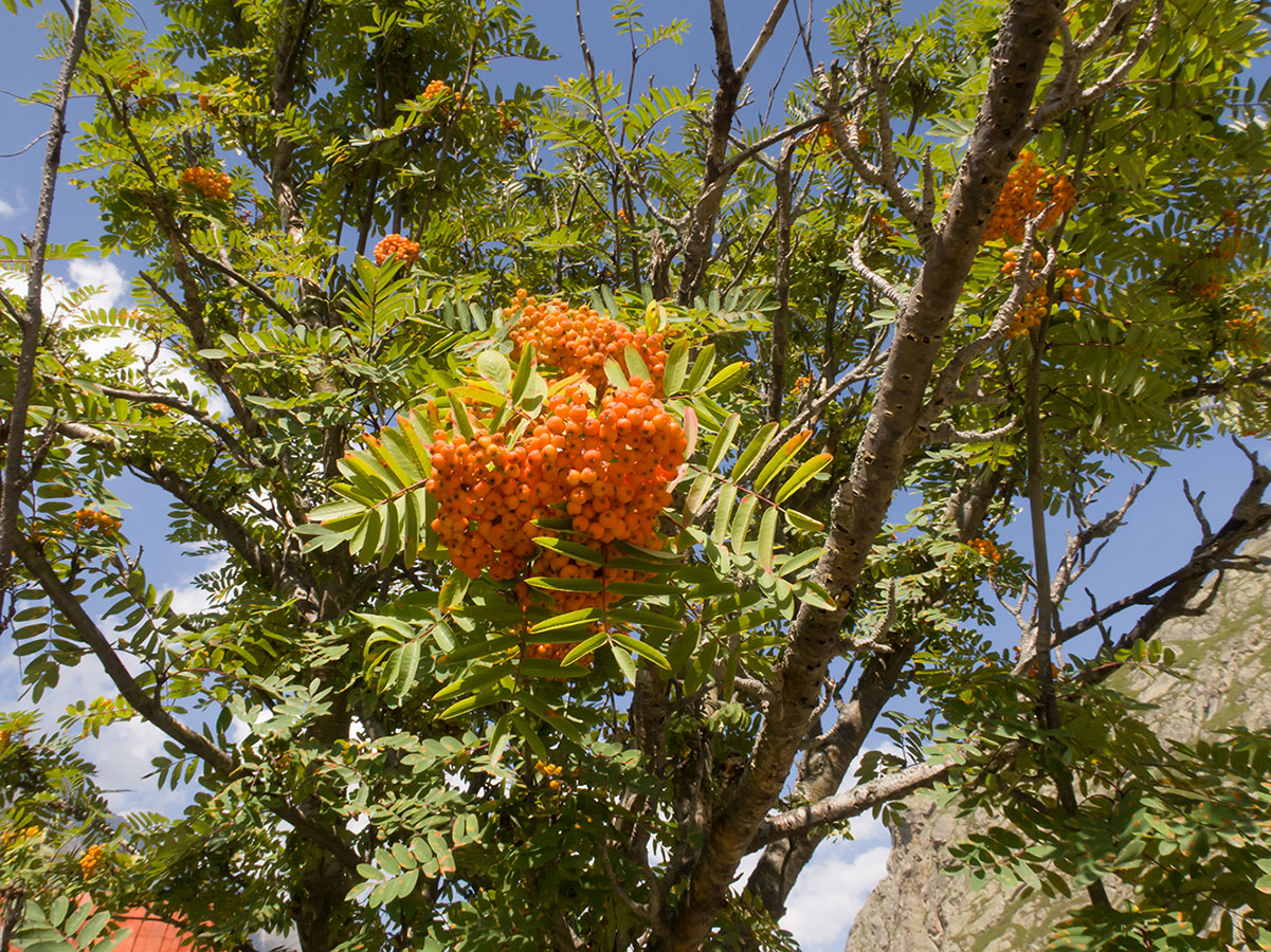 Image of Sorbus aucuparia specimen.