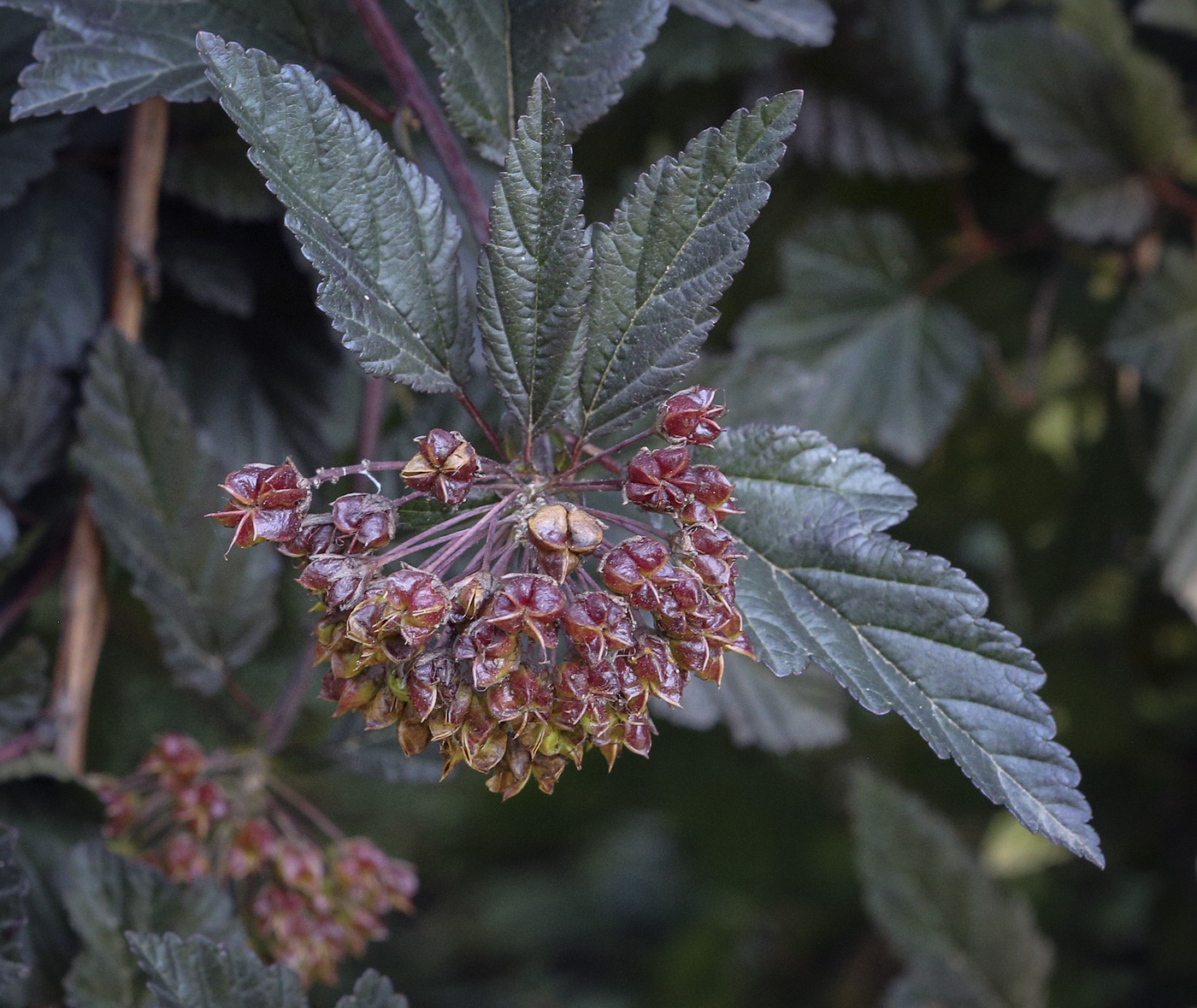 Image of Physocarpus opulifolius specimen.