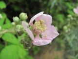 Rubus sanctus