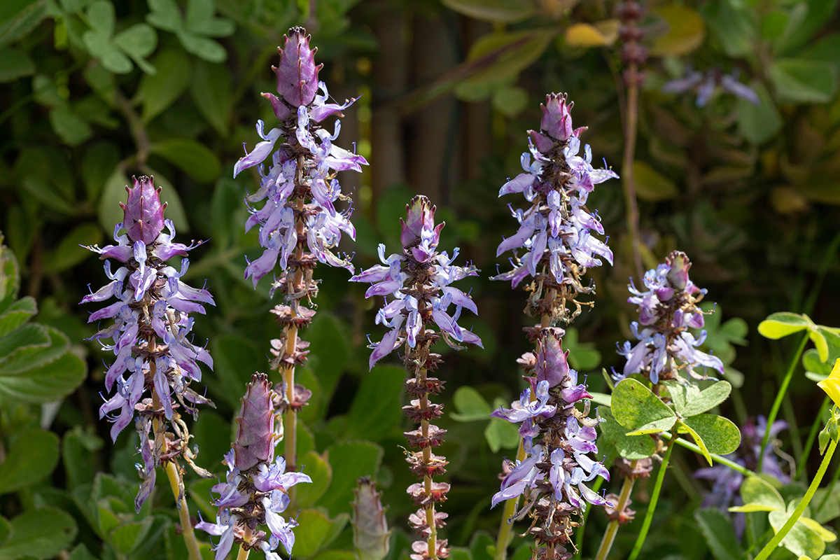 Image of Coleus neochilus specimen.