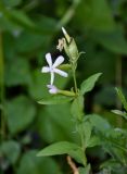 Saponaria officinalis