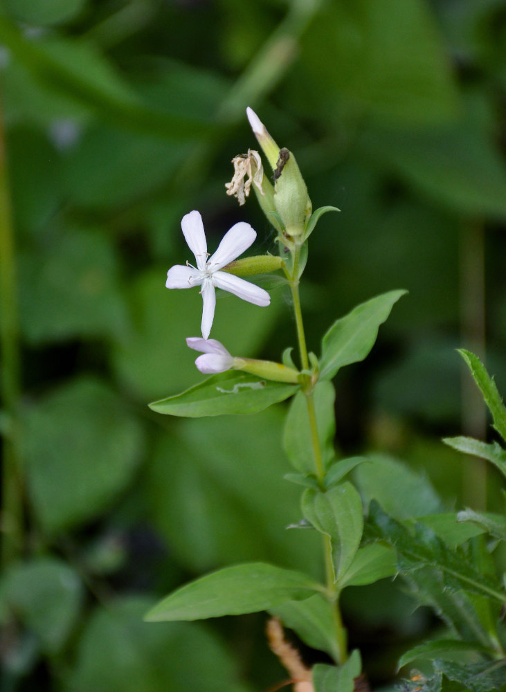 Изображение особи Saponaria officinalis.